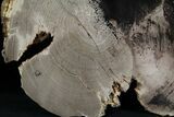 Petrified Wood Slab - Sweethome, Oregon #25887-1